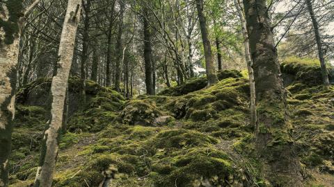 Glanteenassig - woodland