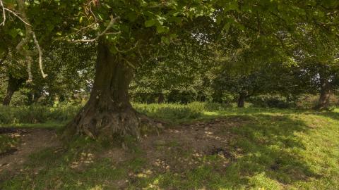 Tarbert Fairy Fort and Wishing Tree 